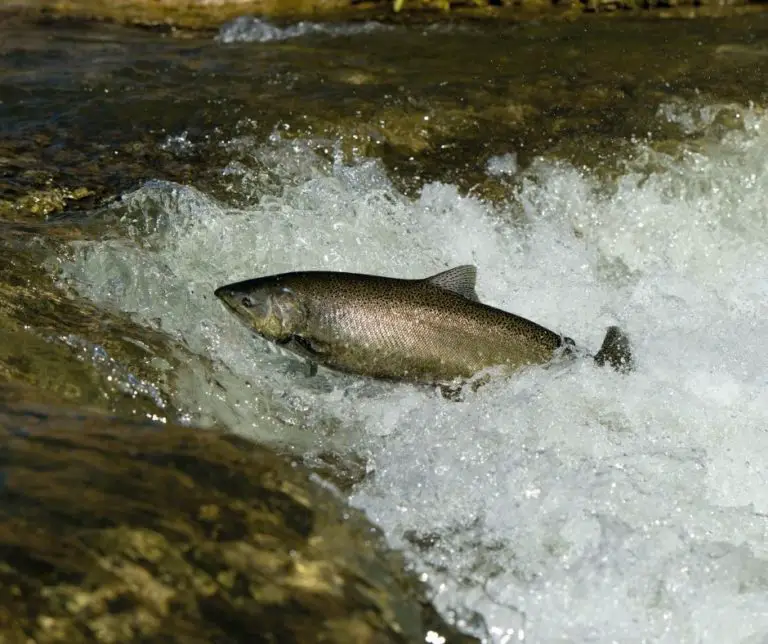 How To Farm Salmon At Home? Aquaponics Advisor