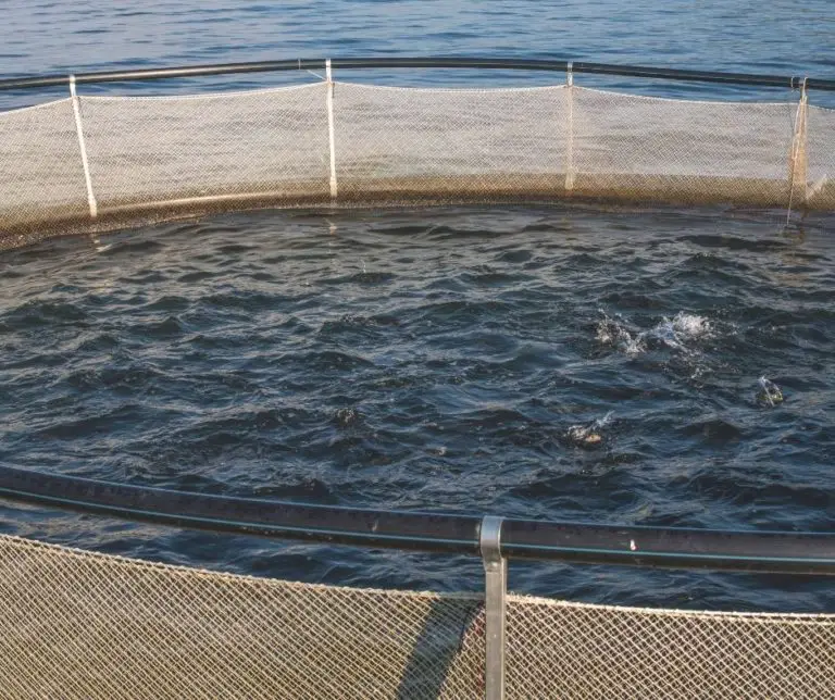 How To Raise Salmon? Aquaponics Advisor