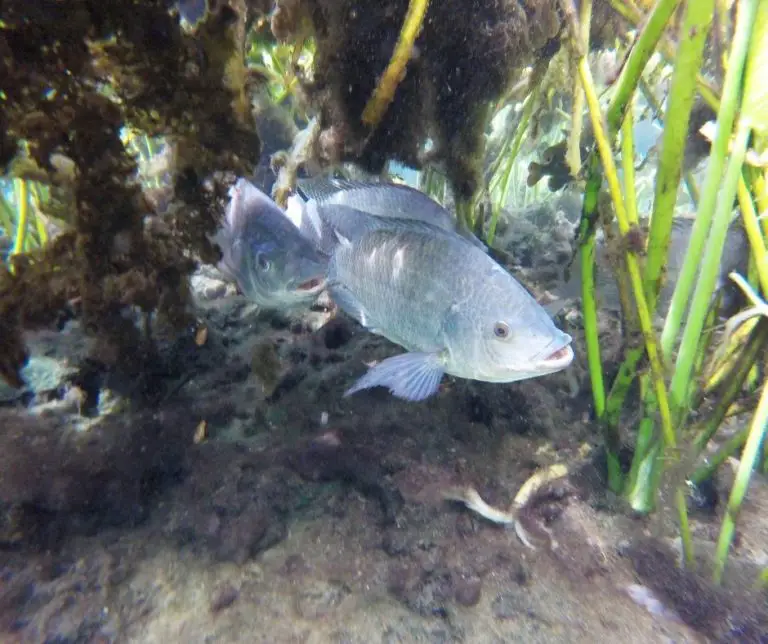 How to Grow Tilapia? Aquaponics Advisor