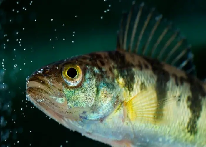 Introducing The Best Guide To What Do Yellow Perch Eat