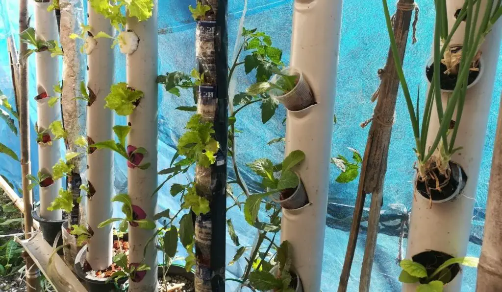Is Pvc Pipe Food Safe All The Answers Here!