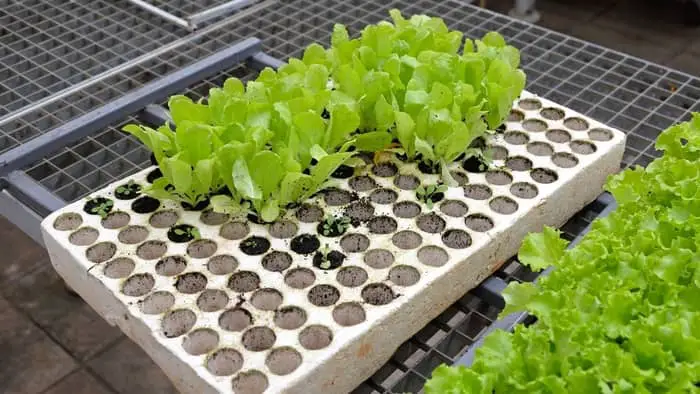 Once the seedlings grow enough you then transplant them into your hydroponics system