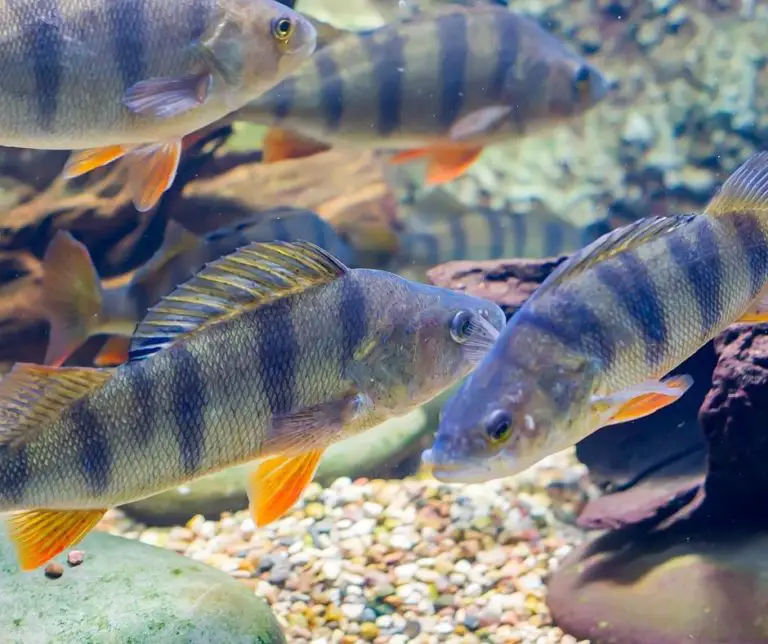 How Long Do Perch Live? Aquaponics Advisor