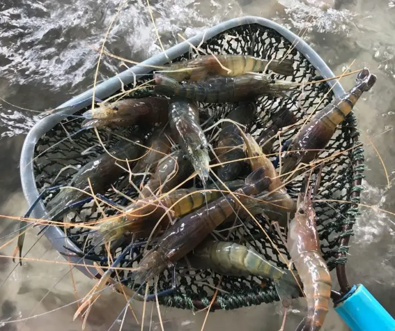 How To Raise Shrimp? Aquaponics Advisor