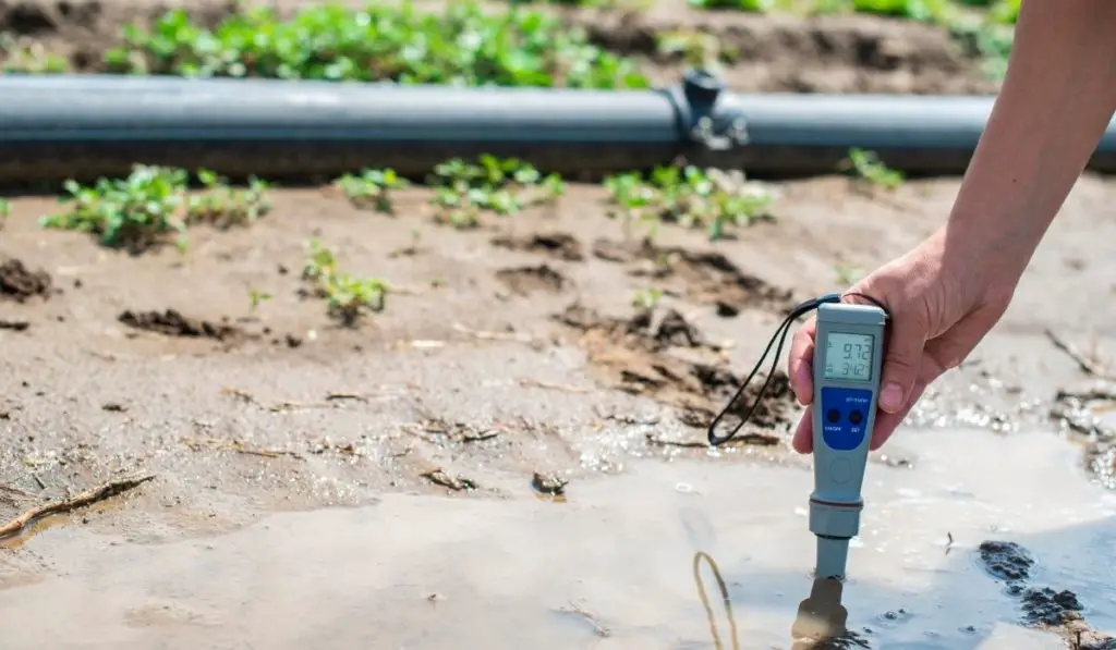 The Amazing Facts About pH Levels For Tomato Plants