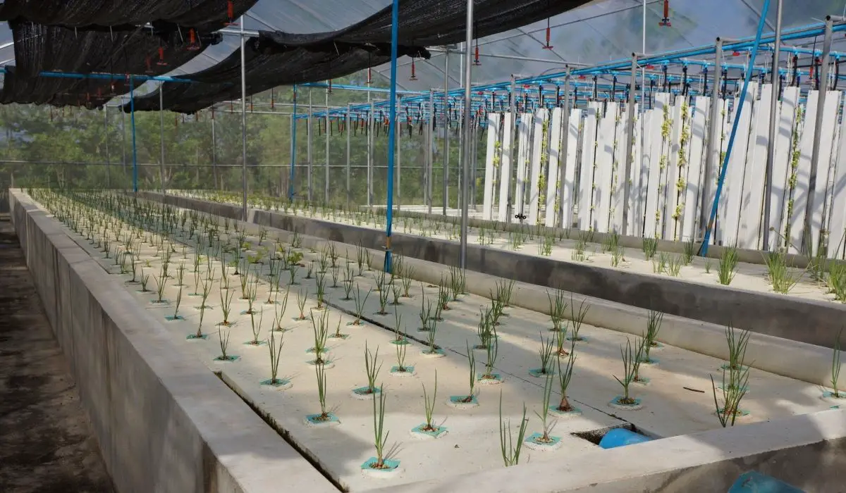 The Amazing Ways How To Grow Rice Hydroponically