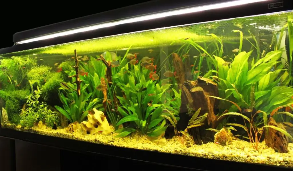 The Best Way How To Cycle A Tank In 24 Hours