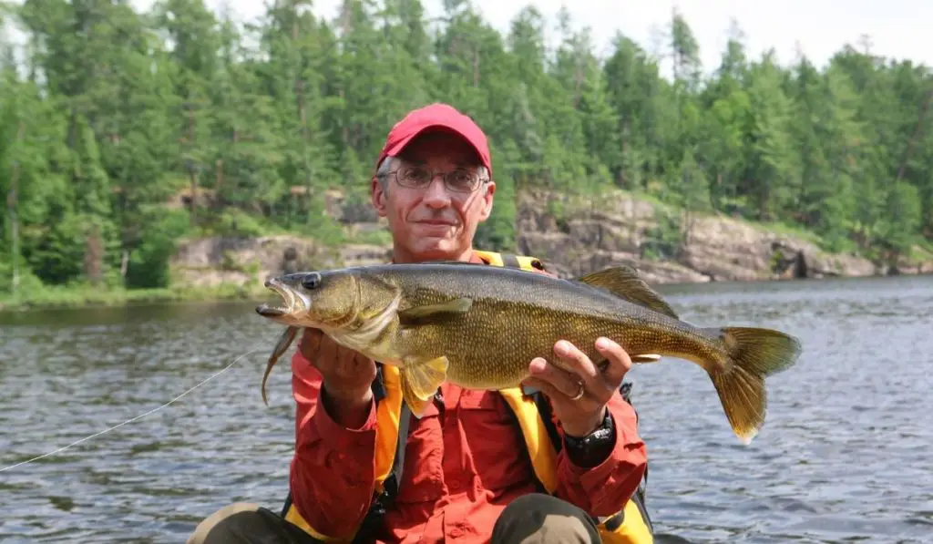 The Key Steps in Understanding walleye length to weight chart