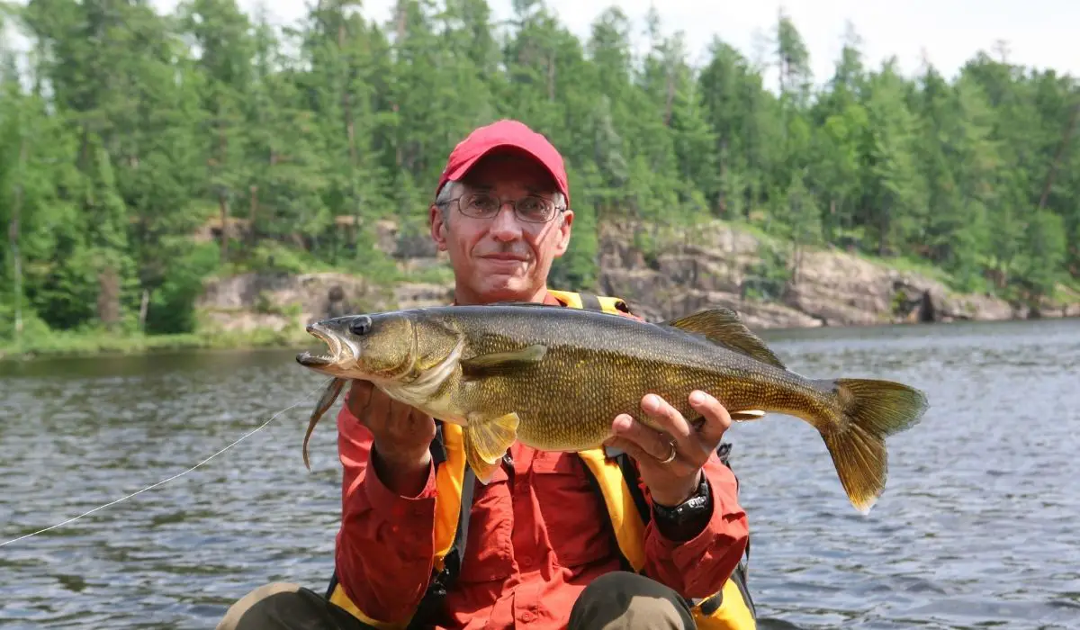 The Key Steps In Understanding Walleye Length To Weight Chart