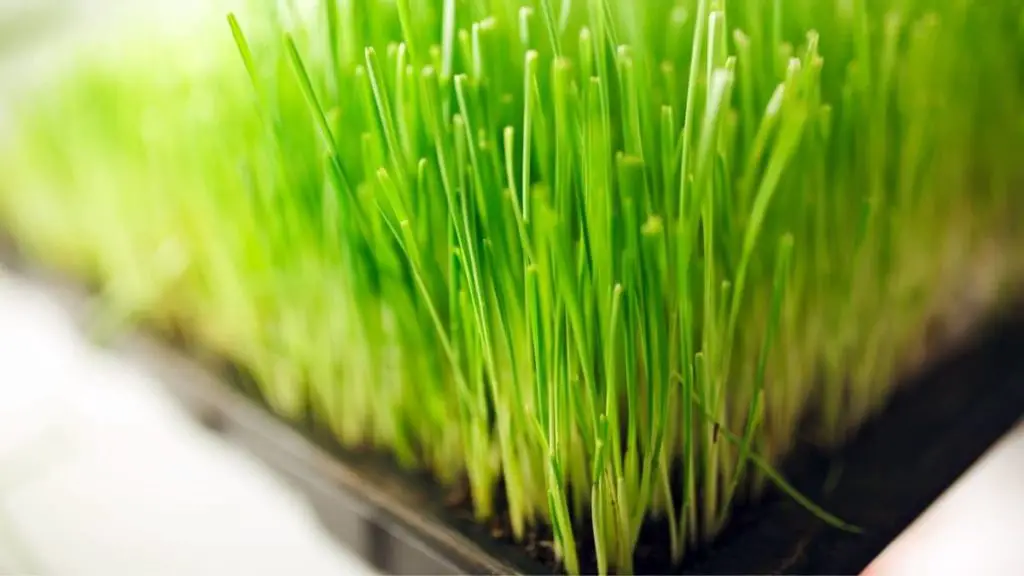 When To Harvest Wheatgrass? Your Perfect Guide