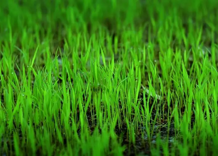 how to grow rice indoors