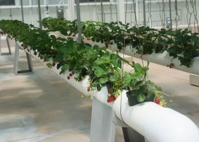 hydroponic strawberries