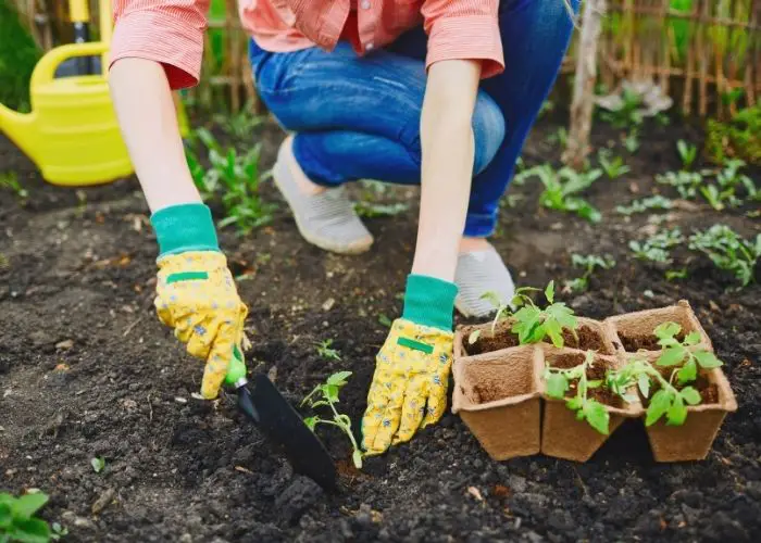 ideal soil ph for tomatoes