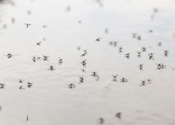 mosquito tablets for standing water