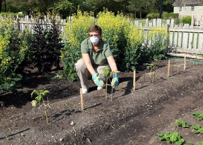 staking pepper plants