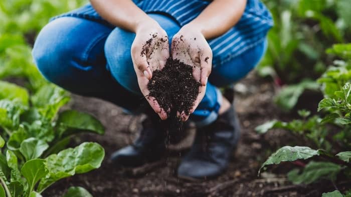 the best growing medium is something that is mixed with vermiculite (worm poop) and perlite