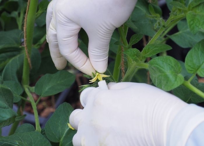 tomato pollination