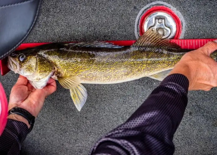 walleye length to weight