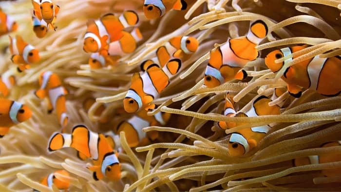 Clownfish have a mutually beneficial relationship with Anemones