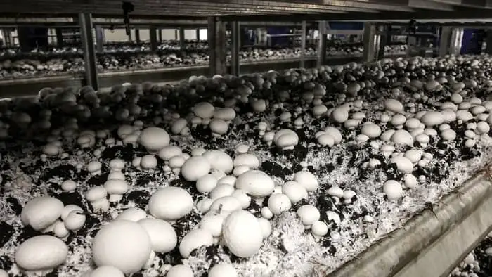 Growing Mushrooms In Aquaponics Continued