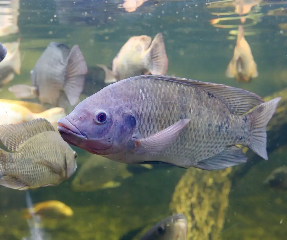 How Fast Do Tilapia Grow? Aquaponics Advisor