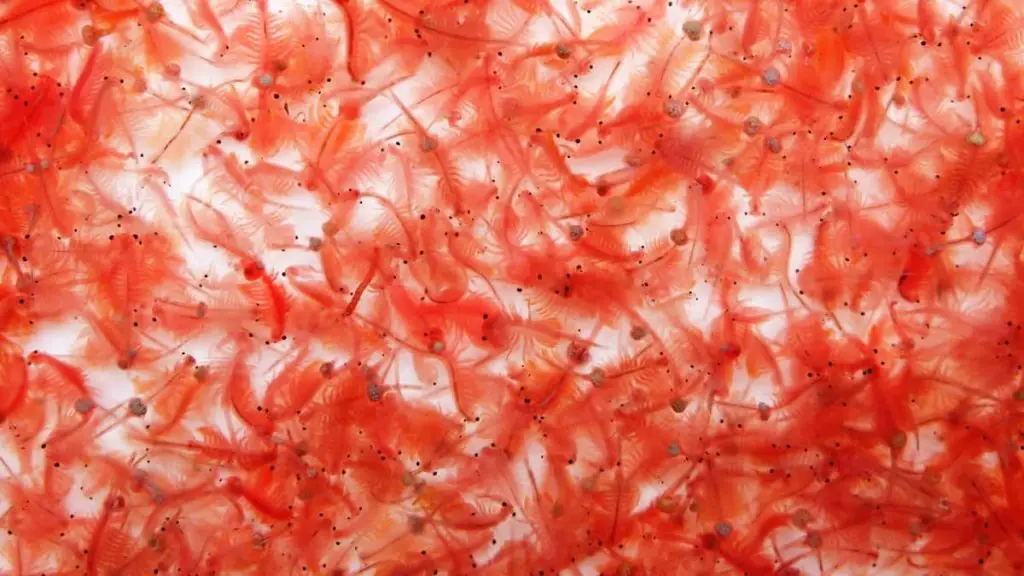 How Long Does It Take For Brine Shrimp To Hatch All Your Answers Now