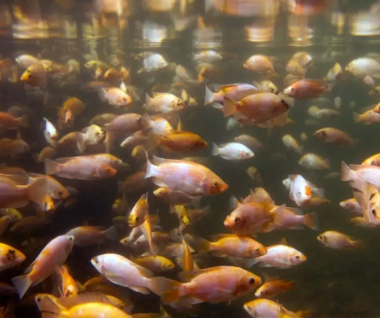 How Long Does It Take For Tilapia To Grow? Aquaponics Advisor