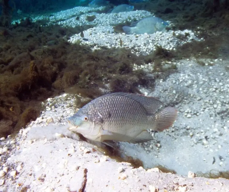 How To Grow Tilapia In Tanks? Aquaponics Advisor