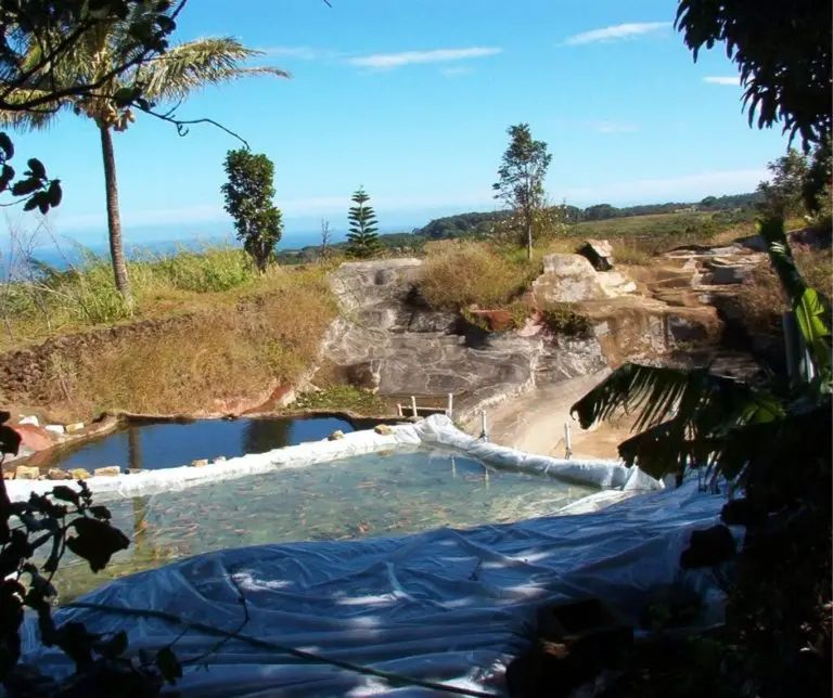 How Long Does Tilapia Take To Grow? Aquaponics Advisor