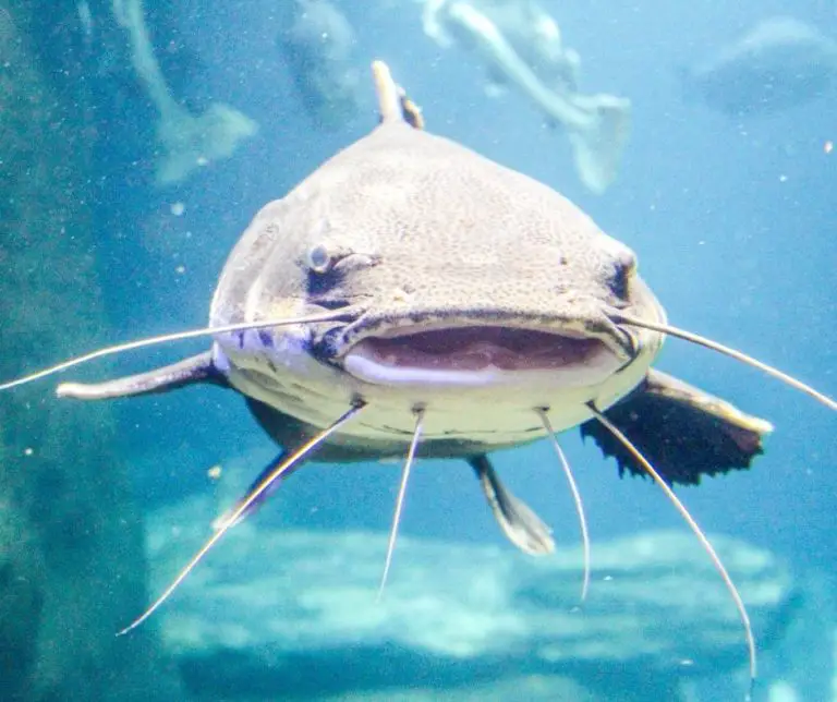 How To Breed Catfish In A Tank? Aquaponics Advisor