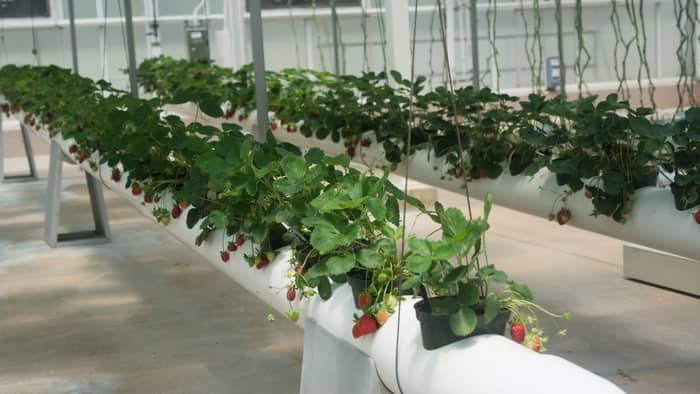 How To Grow Hydroponic Strawberries