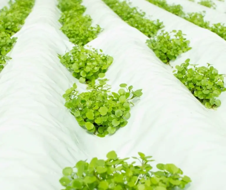 how-to-grow-watercress-hydroponically-aquaponics-advisor