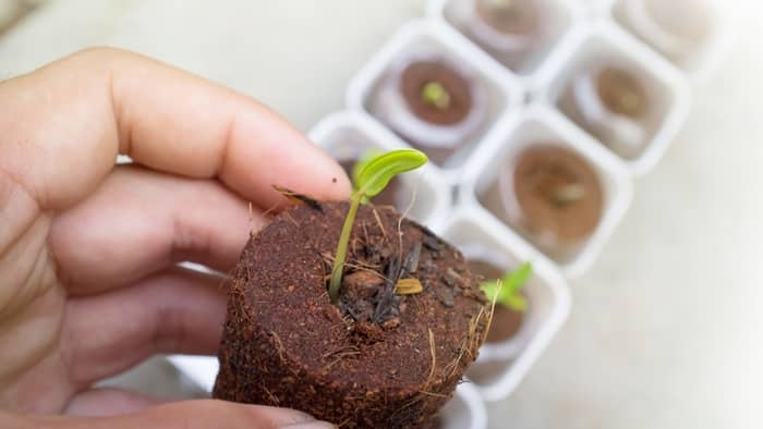 How To Use Rapid Rooter Plugs With Seeds