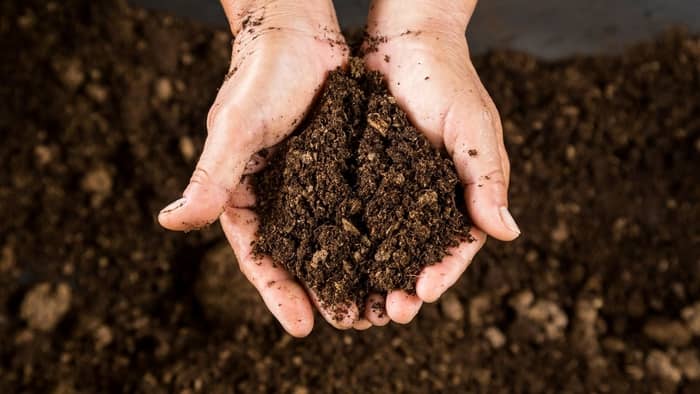 Peat moss is a dead material harvested from swamp areas