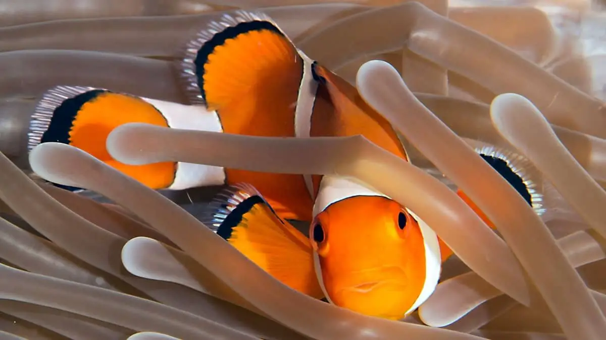 Should You Raise Clownfish In Freshwater Or Saltwater? Read Now!