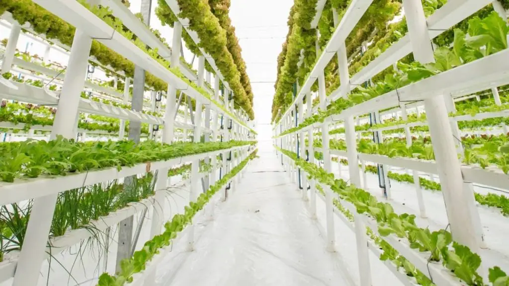 The Amazing Facts About The Most Profitable Plants To Grow Hydroponically