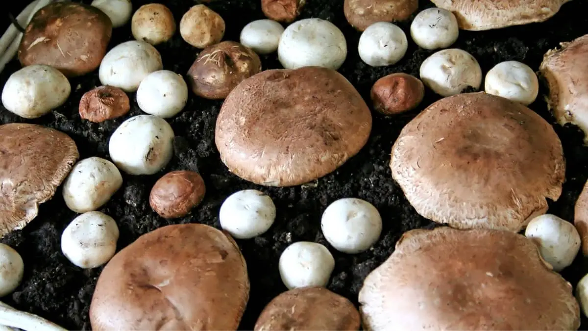 The Amazing Facts Of Mushroom Cultivation Aquaponics!