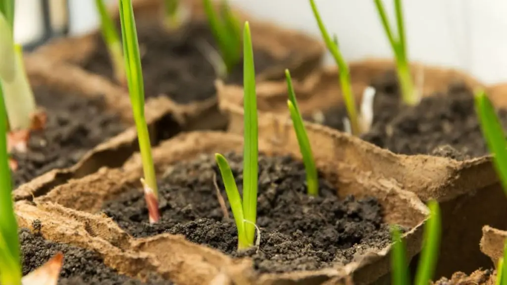 The Best Guide On How To Grow Garlic Hydroponically