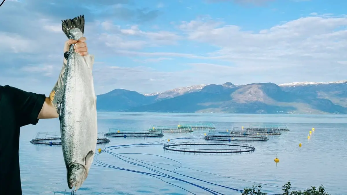 The Perfect Guide To Salmon Farming Pros and Cons