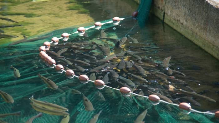What Are The Benefits Of Fish Farming