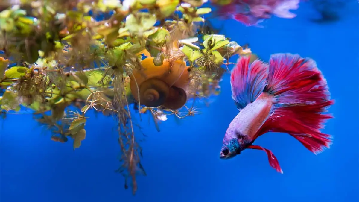 Your Perfect Guide To Raising Snails and Betta Fish Together!