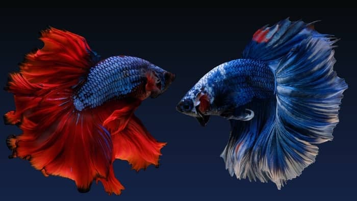 Betta Fish