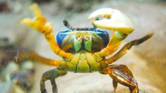 Can Fiddler Crabs Live In A Fish Tank