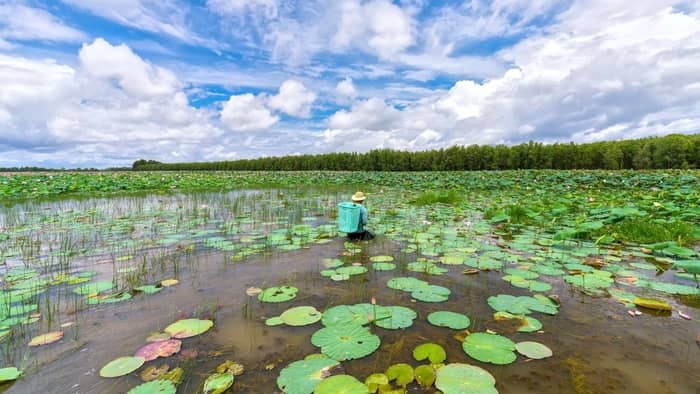 Can Water Lilies Take Over The Entire Pond