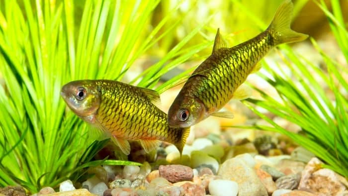 Golden Dwarf Barb