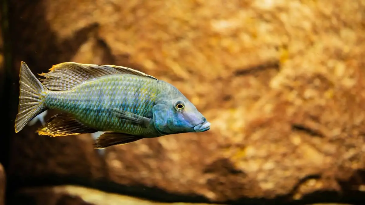 How Long Do Cichlids Hold Eggs The Facts Here