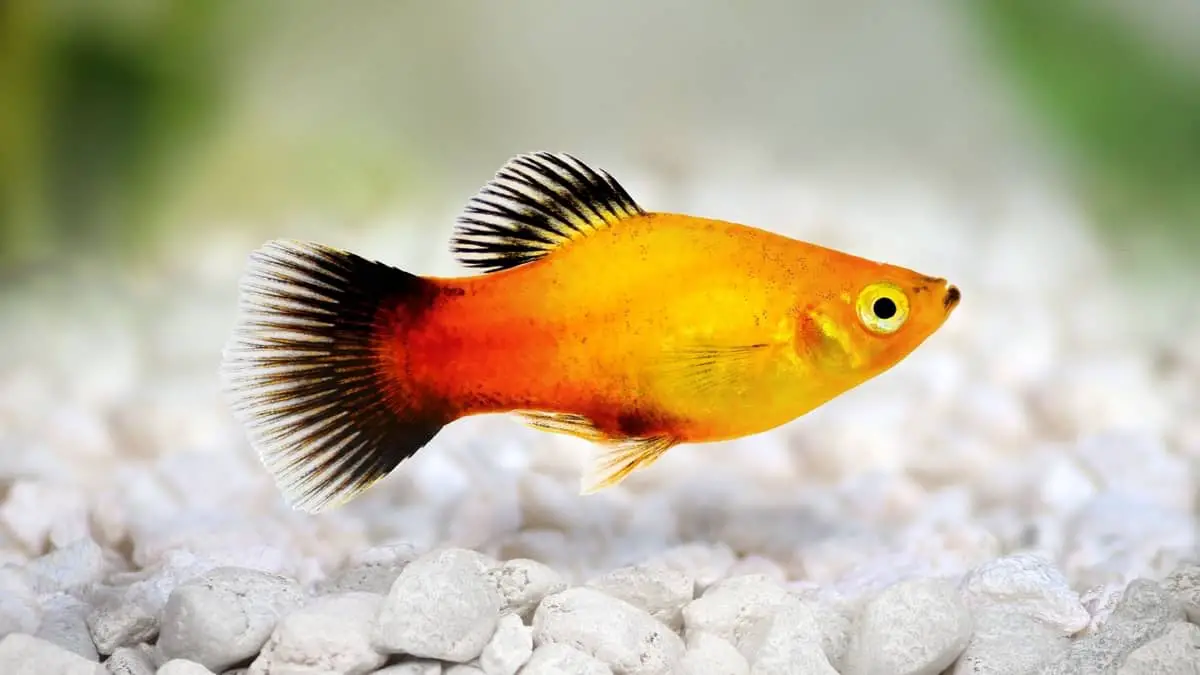 How Long Do Platy Fish Live? Your Answers Now