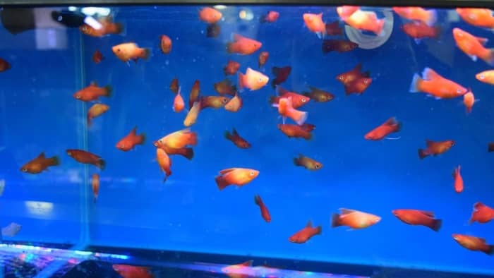 Platy Fish Care Tips