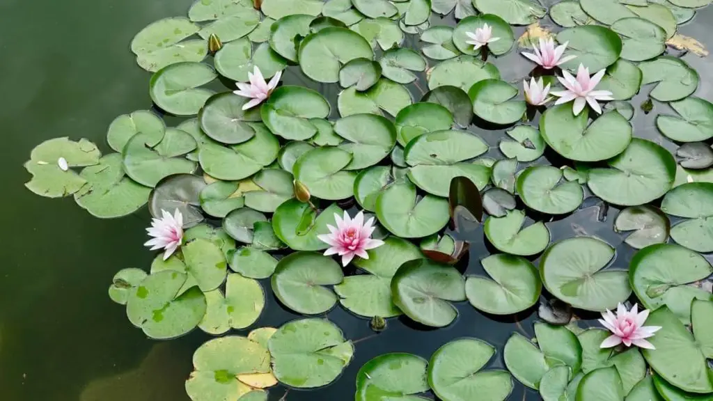 The Perfect Answer To The Important Question Are Lily Pads Good For Ponds