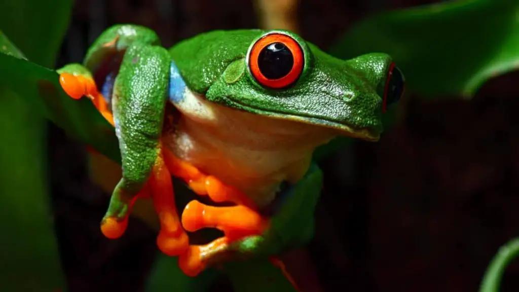 The Secret To Setting Up Red Eyed Tree Frog Tanks